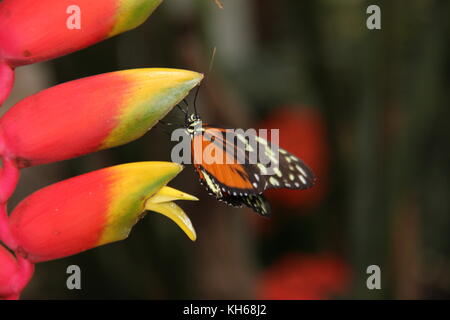 Mulino a vento in heusden Foto Stock