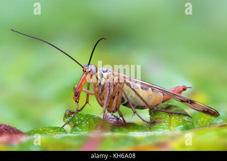 Skorpionsfliege /scorpione fly Foto Stock