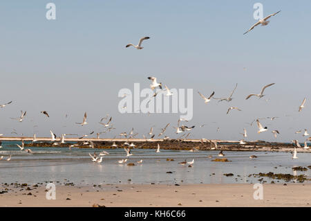 Isola di masirah, Oman. Foto Stock