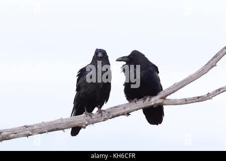 Un paio di Common Ravens Foto Stock