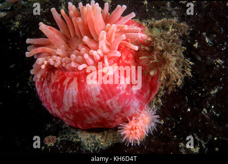 Rosso anemone stomphia nel St-Lawrence Estuary in Canada Foto Stock