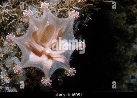 Sgambate meduse nel fiordo di Saguenay Foto Stock