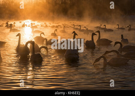 Colorato paesaggio invernale con cigni nella nebbia sul lago al tramonto Foto Stock