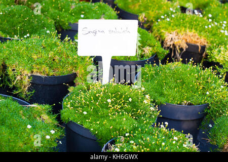 Sagina subulata piante in fiore in vasi in vendita. muschio irlandese in vasi per fiori Foto Stock