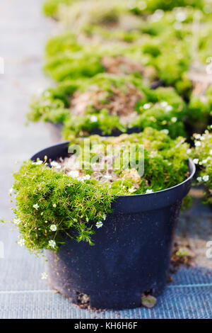 Sagina piante in fiore in vasi in vendita. muschio irlandese in vasi per fiori Foto Stock