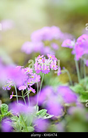 I minuscoli fiori viola della primula frondosa noto anche come le frondose primrose o bird's eye primrose, immagine presa contro un morbido sfondo nebuloso Foto Stock