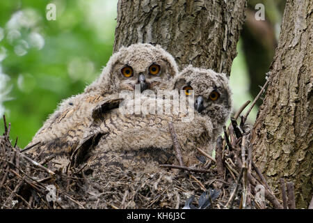 Gufo dell'aquila eurasiatica ( bubo ) prole, pulcini, gualetti, gufi giovani arroccati in un nido elevato in un albero, guardando, fauna selvatica, Europa. Foto Stock