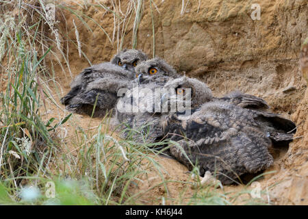Eurasian Gufo Reale / Europaeische Uhus ( Bubo bubo ), giovani pulcini, giacente sul terreno dietro di erba in una buca di sabbia, la fauna selvatica, l'Europa. Foto Stock