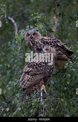 Gufi dell'aquila eurasiatica (Bubo bubo) due giovani gufi, adolescenti, appollaiati fianco a fianco in un albero di betulla, al crepuscolo, fauna selvatica, Europa. Foto Stock