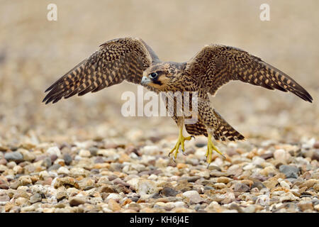 Falco pellegrino ( Falco peregrinus ), giovane adolescente, formazione la sua abilità di volo sulla ghiaia del tetto di un edificio industriale, la fauna selvatica, l'Europa. Foto Stock