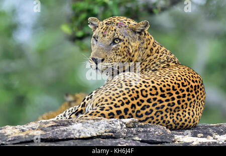 Il vecchio leopard maschio con cicatrici sulla faccia giace sulla roccia. il leopardo dello Sri Lanka (panthera pardus kotiya) maschio. Foto Stock