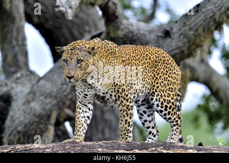 Il vecchio leopard maschio con cicatrici sulla faccia giace sulla roccia. il leopardo dello Sri Lanka (panthera pardus kotiya) maschio. Foto Stock