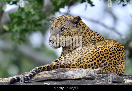 Il vecchio leopard maschio con cicatrici sulla faccia giace sulla roccia. il leopardo dello Sri Lanka (panthera pardus kotiya) maschio. Foto Stock