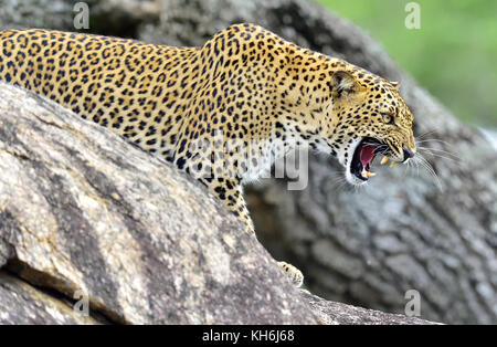 Leopard ruggito. Leopard su una pietra. il leopardo dello Sri Lanka (panthera pardus kotiya) femmina. Foto Stock