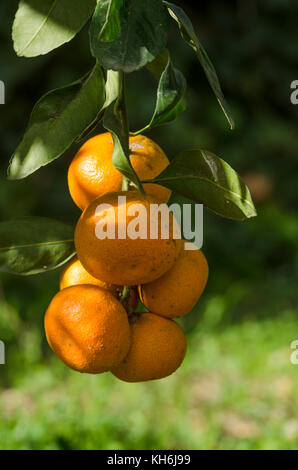 Mandarini, clementine appeso su albero maturo, Spagna. Foto Stock