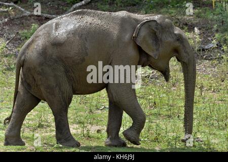 La passeggiata maschio adulto dello Sri Lanka elephant (Elephas maximus maximus). Foto Stock