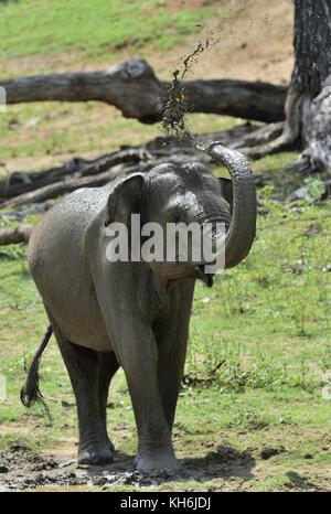 Elephant la spruzzatura di acqua e sporcizia sulla stessa dal suo tronco.. il maschio adulto dello Sri Lanka elephant (Elephas maximus maximus). Foto Stock