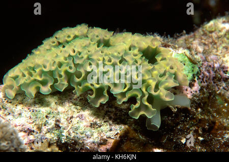 La lattuga di mare, Slug Tridachia crispata, USVI Foto Stock