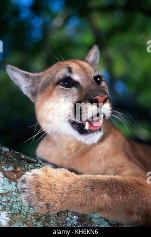 In via di estinzione Florida Panther, Puma concolor coryi Foto Stock