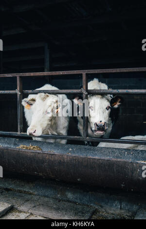 Due giovani mucche in una stalla all'aperto presso un'azienda agricola Foto Stock