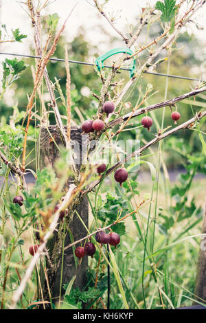 Ribes rosso pianta con i frutti che crescono su di essi in estate Foto Stock