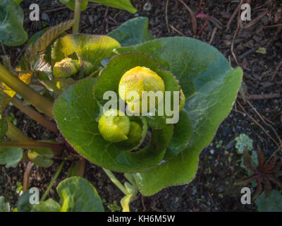 Fiori di colore giallo e il fogliame di Marsh / Marigold Caltha palustris in condizioni di luce solare intensa. In inglese è stato anche iknown come Kingcup & può blob. Foto Stock