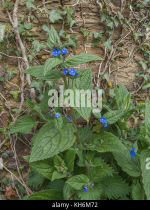 Esempio di verde Alkanet / Pentaglottis sempervirens cresce accanto ad una parete di fattoria. Una volta usato in medicina di erbe. Foto Stock