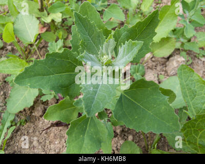 Leaves of Fat-Hen, White Goosefoot / Chenopodium album - un erbaccia che è commestibile e una volta è stato regolarmente utilizzato come cibo. Ora un foraged cibo selvaggio / di sopravvivenza Foto Stock