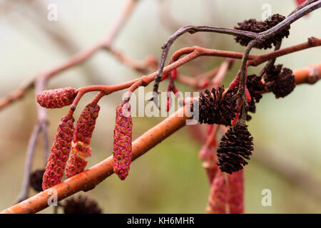 Giovani rosa amenti maschili in contrasto con il vecchio i coni femminili in autunno i rami dell'oro lasciava ontano, Alnus incana 'aurea' Foto Stock