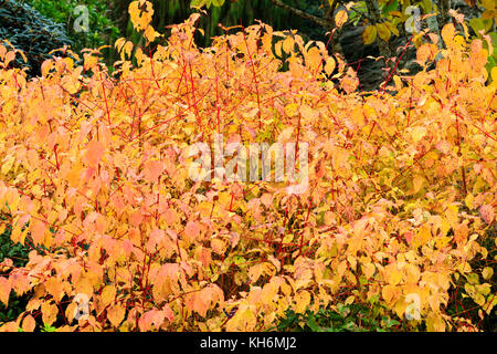 Red steli che fornirà l'inverno brillare di colore tra il giallo fogliame di autunno di hardy Cornus sanguinea Anny per l'inverno arancione Foto Stock