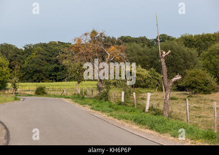 Kloster Michaelsteil Blankenburg Harz Foto Stock