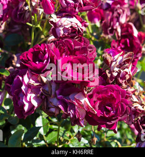 Sport di rosa brillante rosa Iceberg, Borgogna rose iceberg che fiorisce in inverno aggiungere fascino profumato al giardino con florabunda cluster. Foto Stock