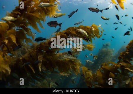 Le scuole di pesce nella sana kelp forest della riserva marina di Casino punto, Avalon, Isola di Santa Catalina, CALIFORNIA, STATI UNITI D'AMERICA Foto Stock