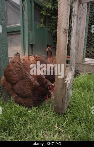 Close-up di galline mangiare erba in azienda agricola di pollame Foto Stock