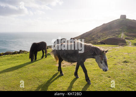 Dartmoor pony pascolo a testa di rame, sud-est di Cornwall, Regno Unito Foto Stock