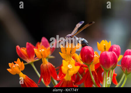 Hornet su un fiore con blur sullo sfondo, hornet selezionare focus, close-up hornet con fiore rosso, macro hornet sfocate o confuse soft focus, hornet anima Foto Stock