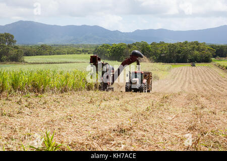 La canna da zucchero raccolta. ottobre. abbassare daintree. queensland. Australia. Foto Stock