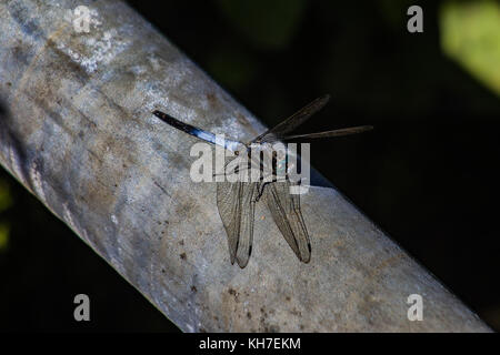 Un giapponese di libellula blu poggia su un tubo a Kamakura, Giappone Foto Stock