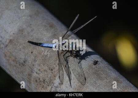 Un giapponese di libellula blu poggia su un tubo a Kamakura, Giappone Foto Stock