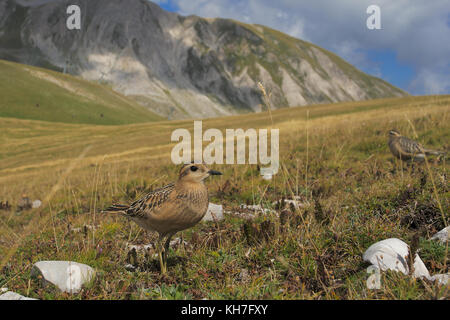 Una prospettiva dotterel Foto Stock