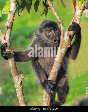 Langur. Foglia d'argento Foto Stock