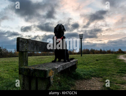 Il labrador sat sul banco durante il Nottinghamshire sunrise - worksop - shireoaks - rhodesia Foto Stock