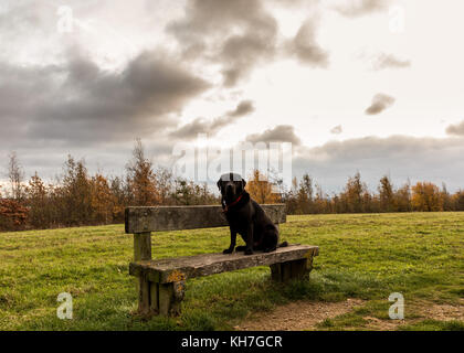 Il labrador sat sul banco durante il Nottinghamshire sunrise - worksop - shireoaks - rhodesia Foto Stock