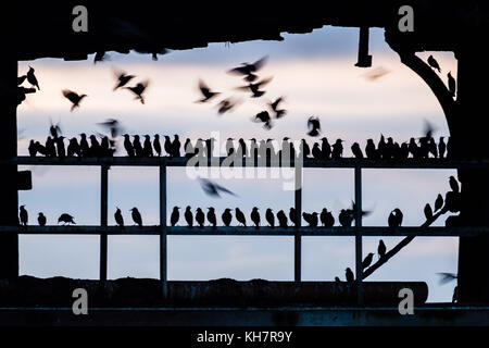 Aberystwyth Galles Regno Unito, mercoledì 15 novembre 2017 Regno Unito Meteo: Al tramonto in una mite serata di novembre ad Aberystwyth, migliaia di starlings sbalzano in fantastici 'murmurations' nel cielo sopra la città , prima di scendere per stabilirsi in masse chiacchierate sulle gambe del molo di mare di epoca vittoriana della città. Gli uccelli poi si accoccolano per il calore e la sicurezza sulle travi e le travi sotto i pavimenti del molo foto © Keith Morris / Alamy Live News Foto Stock