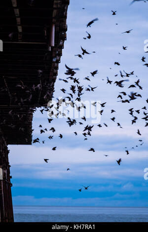 Aberystwyth Galles Regno Unito, mercoledì 15 novembre 2017 Regno Unito Meteo: Al tramonto in una mite serata di novembre ad Aberystwyth, migliaia di starlings sbalzano in fantastici 'murmurations' nel cielo sopra la città , prima di scendere per stabilirsi in masse chiacchierate sulle gambe del molo di mare di epoca vittoriana della città. Gli uccelli poi si accoccolano per il calore e la sicurezza sulle travi e le travi sotto i pavimenti del molo foto © Keith Morris / Alamy Live News Foto Stock