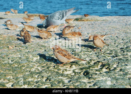 Close-up di passeri e piccioni mangiano le briciole di pane sulla coperta di pietre a secco con alghe verdi sulla riva del mare, alimentazione di uccelli a la spiaggia della città. Foto Stock