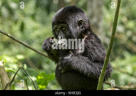 Infant Mountain gorilla orientale (Gorilla beringei beringei).mimando adulto battendo il suo petto, 'Foresta impenetrabile di Bwindi in Uganda Africa Foto Stock