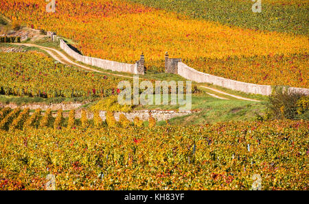 Vigneti nella stagione autunnale, Borgogna, Francia Foto Stock