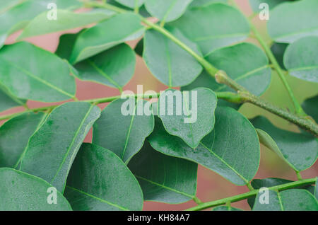 Pterocarpus macrocarpus foglia verde vicino fino Foto Stock