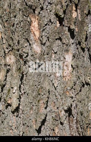 Europäische Lärche, Lärche, Rinde, Borke, Stamm, Baumstamm, Larix decidua, Larice europeo, Larice, corteccia, scorza, tronco, stelo, le Mélèze d'Europe, Mélèze Foto Stock